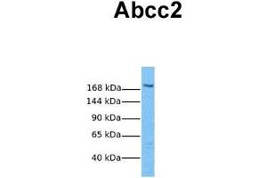 Host:  Rabbit  Target Name:  Abcc2  Sample Tissue:  Mouse Thymus  Antibody Dilution:  1. (ABCC2 antibody  (Middle Region))