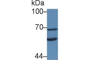 Western Blot; Sample: Rat Liver lysate; Primary Ab: 2µg/mL Rabbit Anti-Rat KL Antibody Second Ab: 0. (Klotho antibody  (AA 517-956))