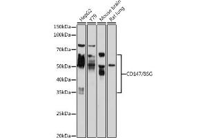 Western blot analysis of extracts of various cell lines, using CD147/CD147/BSG antibody (ABIN6131442, ABIN6137666, ABIN6137668 and ABIN6218139) at 1:1000 dilution. (CD147 antibody  (AA 45-200))