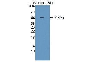 Western Blotting (WB) image for anti-Adiponectin Receptor 1 (ADIPOR1) (AA 1-136) antibody (ABIN1172448) (Adiponectin Receptor 1 antibody  (AA 1-136))