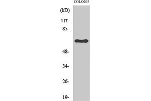 Western Blot analysis of various cells using Lamin B1 Polyclonal Antibody diluted at 1:2000. (Lamin B1 antibody  (N-Term))