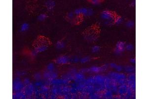 Indirect immunostaining of PFA fixed mouse brain section (dilution 1 : 200; red). (Golgin B1 (GOLGB1) antibody)