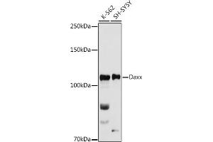 Western blot analysis of extracts of various cell lines, using Daxx antibody (ABIN7266714) at dilution. (DAXX antibody  (AA 501-740))