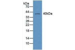 Western blot analysis of Mouse Heart Tissue. (Retinoid X Receptor gamma antibody  (AA 12-220))