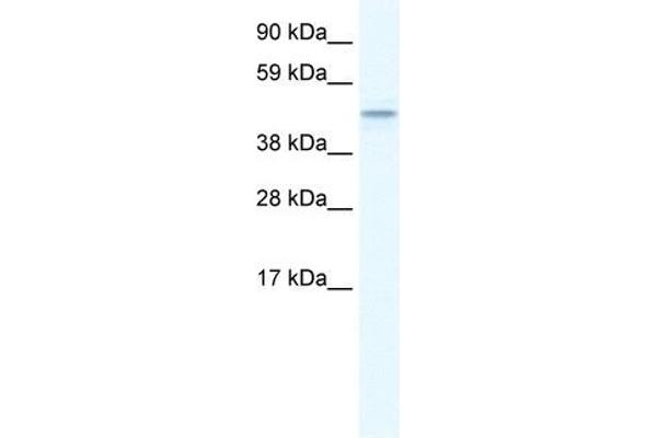 TMEM108 antibody  (Middle Region)