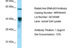 Western Blotting (WB) image for anti-DnaJ (Hsp40) Homolog, Subfamily A, Member 3 (DNAJA3) (C-Term) antibody (ABIN970529) (DNAJA3 antibody  (C-Term))
