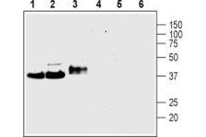 Western blot analysis of rat brain membranes (lanes 1 and 4), mouse brain membranes (lanes 2 and 5) and rat PC12 pheochromocytoma cell line lysate (lanes 3 and 6): - 1-3. (Synaptophysin antibody  (Intravesicular Loop))