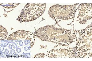 Immunohistochemical analysis of paraffin-embedded mouse testis tissue. (p53 antibody)