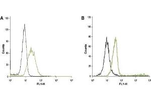 Cell surface detection of Orai1 in intact human  HL-60 acute promyelocytic leukemia cells (A) and human Jurkat T-cell leukemia cells (B). (ORAI1 antibody  (2nd Extracellular Loop))