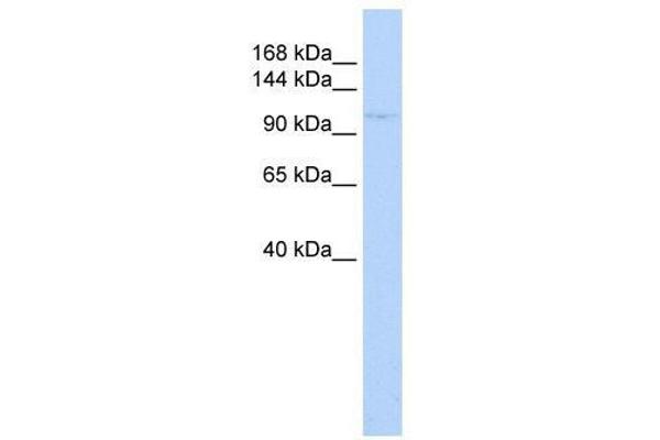 ZBTB11 antibody  (N-Term)