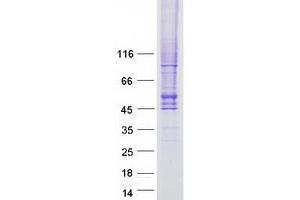 Validation with Western Blot (GLUT4 Protein (Myc-DYKDDDDK Tag))