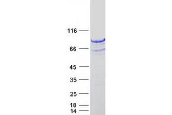 CD3EAP Protein (Myc-DYKDDDDK Tag)