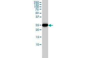 HMGB2 monoclonal antibody (M02), clone 4G7 Western Blot analysis of HMGB2 expression in K-562 . (HMGB2 antibody  (AA 1-195))