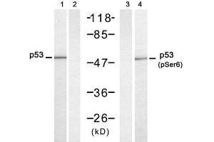 Western blot analysis of extracts from HT-29 cells untreated or treated with UV (20min), using p53 (Ab-6) antibody (E021083, Lane 1 and 2) and p53 (phospho-Ser6) antibody (E011092, Lane 3 and 4). (p53 antibody)