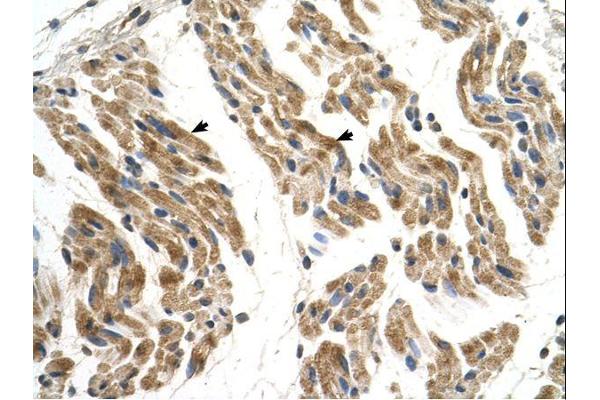 SLC35F2 antibody  (N-Term)