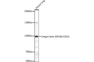 Western blot analysis of extracts of Mouse lung, using Integrin beta 3 (ITGB3/CD61) antibody (ABIN6127571, ABIN6142583, ABIN6142585 and ABIN6213608) at 1:1000 dilution. (Integrin beta 3 antibody  (AA 609-788))
