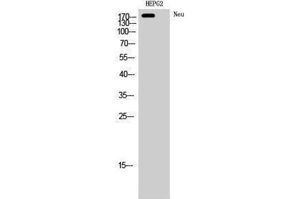 NEURL antibody  (Ser357)