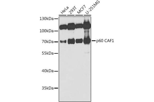 CHAF1B antibody  (AA 270-559)