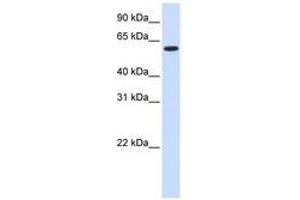 Image no. 1 for anti-UDP Glycosyltransferase 8 (UGT8) (AA 396-445) antibody (ABIN6740926) (UGT8 antibody  (AA 396-445))