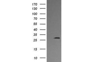 Image no. 2 for anti-Kallikrein 8 (KLK8) antibody (ABIN1498963) (Kallikrein 8 antibody)