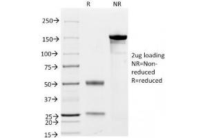 SDS-PAGE Analysis of Purified, BSA-Free CD79a Antibody Cocktail (clones JCB117 + HM47/A9). (CD79a antibody  (AA 202-216))