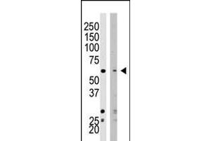 Western blot analysis of SET07 polyclonal antibody in HeLa cell lysate (Lane 1) and NIH/3T3 cell lysate (Lane 2) (SETD8 antibody  (N-Term))