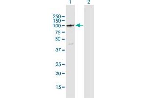 Western Blot analysis of DIS3L expression in transfected 293T cell line by DIS3L MaxPab polyclonal antibody. (DIS3L antibody  (AA 1-971))