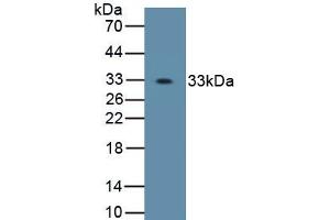 Detection of Recombinant OSX, Human using Polyclonal Antibody to Osterix (OSX) (SP7 antibody  (AA 19-288))