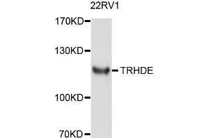 Western blot analysis of extract of 22RV1 cells, using TRHDE antibody. (TRHDE antibody)