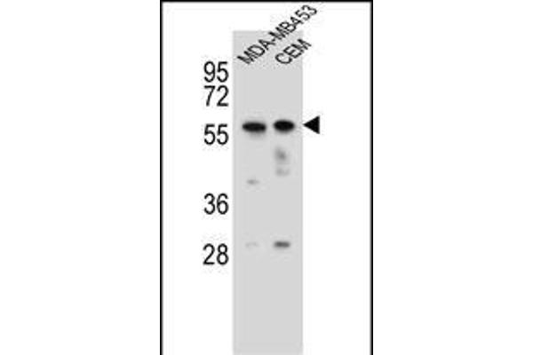 FOXD4 antibody  (AA 182-210)