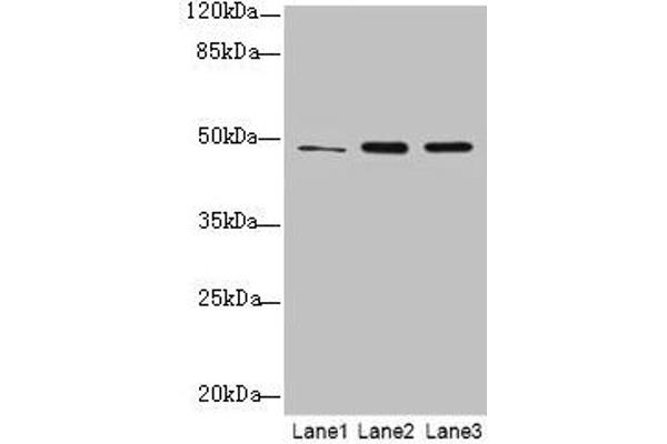 GPR83 antibody  (AA 349-423)