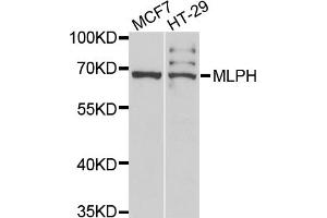 Western blot analysis of extracts of various cell lines, using MLPH antibody (ABIN2563888) at 1:1000 dilution. (Melanophilin antibody)