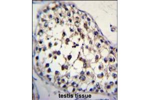 FUT8 Antibody immunohistochemistry analysis in formalin fixed and paraffin embedded human testis tissue followed by peroxidase conjugation of the secondary antibody and DAB staining. (FUT8 antibody  (AA 329-357))