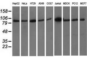 Western blot analysis of extracts (35 µg) from 9 different cell lines by using anti-PRKD2 monoclonal antibody. (PKD2 antibody)