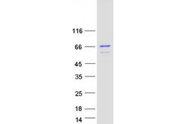 Cyclin K Protein (CCNK) (Transcript Variant 1) (Myc-DYKDDDDK Tag)