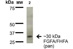 Western Blot analysis of Rat Brain Membrane showing detection of ~30 kDa FGFA/FHFA (pan) protein using Mouse Anti-FGFA/FHFA (pan) Monoclonal Antibody, Clone S235-22 . (FGF13 antibody  (AA 2-18) (Atto 488))