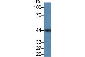 Western blot analysis of Mouse Pancreas lysate, using Human GAL9C Antibody (2 µg/ml) and HRP-conjugated Goat Anti-Rabbit antibody ( (LGALS9C antibody  (AA 228-356))