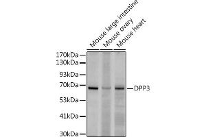 Western blot analysis of extracts of various cell lines, using (ABIN7266782) at 1:500 dilution. (DPP3 antibody)