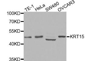 Western blot analysis of extracts of various cell lines, using KRT15 antibody. (KRT15 antibody)