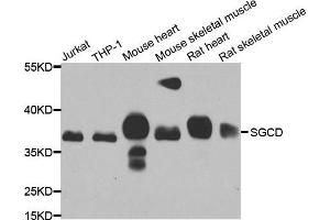 Western blot analysis of extracts of various cell lines, using SGCD antibody. (SGCD antibody)