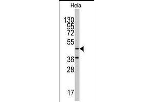 Western blot analysis of anti-NARS2 Antibody in Hela cell line lysates (35ug/lane). (NARS2 antibody  (C-Term))