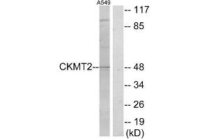 Western Blotting (WB) image for anti-Creatine Kinase, Mitochondrial 2 (Sarcomeric) (CKMT2) (Internal Region) antibody (ABIN1849200) (CKMT2 antibody  (Internal Region))