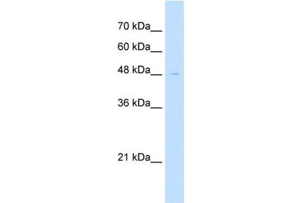 Reticulon 2 antibody  (N-Term)