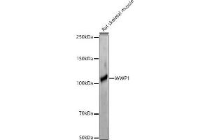 Western blot analysis of extracts of Rat skeletal muscle, using WWP1 antibody (ABIN7271394) at 1:1000 dilution. (WWP1 antibody  (AA 1-260))
