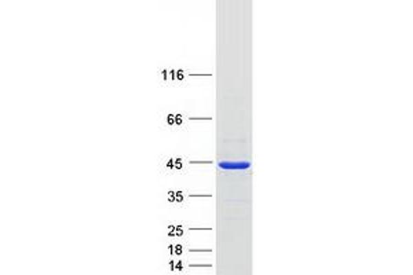 ATP6V1C1 Protein (Myc-DYKDDDDK Tag)