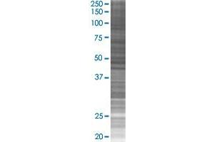 POLR2L transfected lysate. (POLR2L 293T Cell Transient Overexpression Lysate(Denatured))