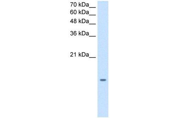 MGST2 antibody  (N-Term)