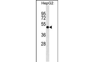 Western blot analysis in HepG2 cell line lysates (35ug/lane). (PLEKHA8 antibody  (C-Term))