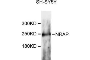 Western blot analysis of extracts of SH-SY5Y cells, using NRAP antibody (ABIN6293748) at 1:3000 dilution. (NRAP antibody)