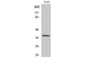 Western Blotting (WB) image for anti-X-Ray Repair Complementing Defective Repair in Chinese Hamster Cells 3 (XRCC3) (Internal Region) antibody (ABIN3187508) (XRCC3 antibody  (Internal Region))